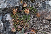 David Plant Photography - Wildlife Photography - Western clover - A