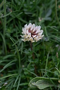 David Plant Photography - Wildlife Photography - Western clover - B