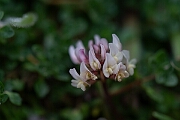 David Plant Photography - Wildlife Photography - Western clover - C