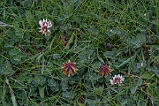 David Plant Photography - Wildlife Photography - Western clover - F