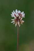 David Plant Photography - Wildlife Photography - Western clover - G