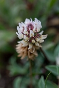 David Plant Photography - Wildlife Photography - Western clover - I