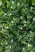 David Plant Photography - Wildlife Photography - Yellow vetch - C