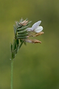 David Plant Photography - Wildlife Photography - Yellow vetch - D