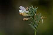 David Plant Photography - Wildlife Photography - Yellow vetch - F