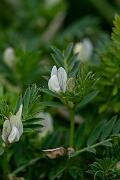 David Plant Photography - Wildlife Photography - Yellow vetch - G