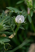 David Plant Photography - Wildlife Photography - Yellow vetch - H