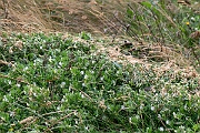 David Plant Photography - Wildlife Photography - Yellow vetch - I