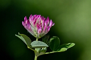 David Plant Photography - Wildlife Photography - Zigzag clover - A