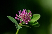David Plant Photography - Wildlife Photography - Zigzag clover - B
