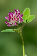 David Plant Photography - Wildlife Photography - Zigzag clover - E