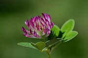 David Plant Photography - Wildlife Photography - Zigzag clover - G