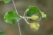 David Plant Photography - Wildlife Photography - Beech - B