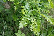 David Plant Photography - Wildlife Photography - Turkey oak - A