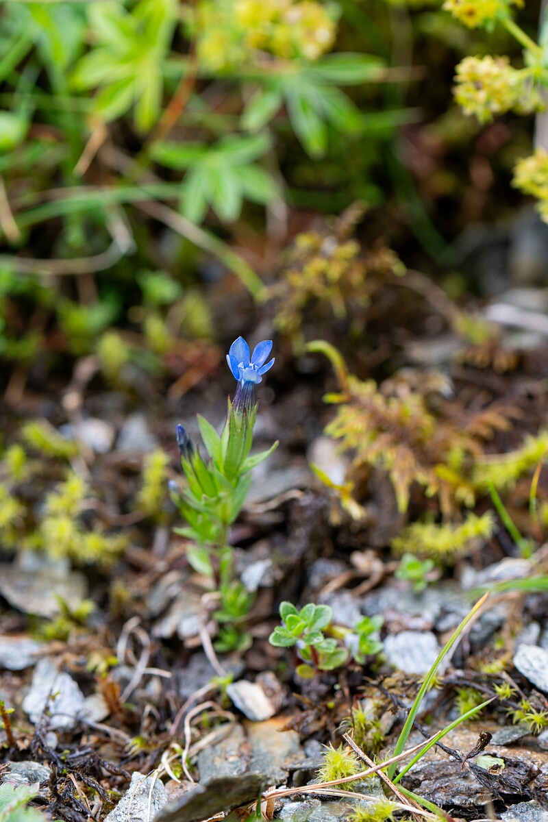 David Plant Photography - Wildlife Photography - Alpine gentian - F.jpg - Alpine gentian - Perthshire
