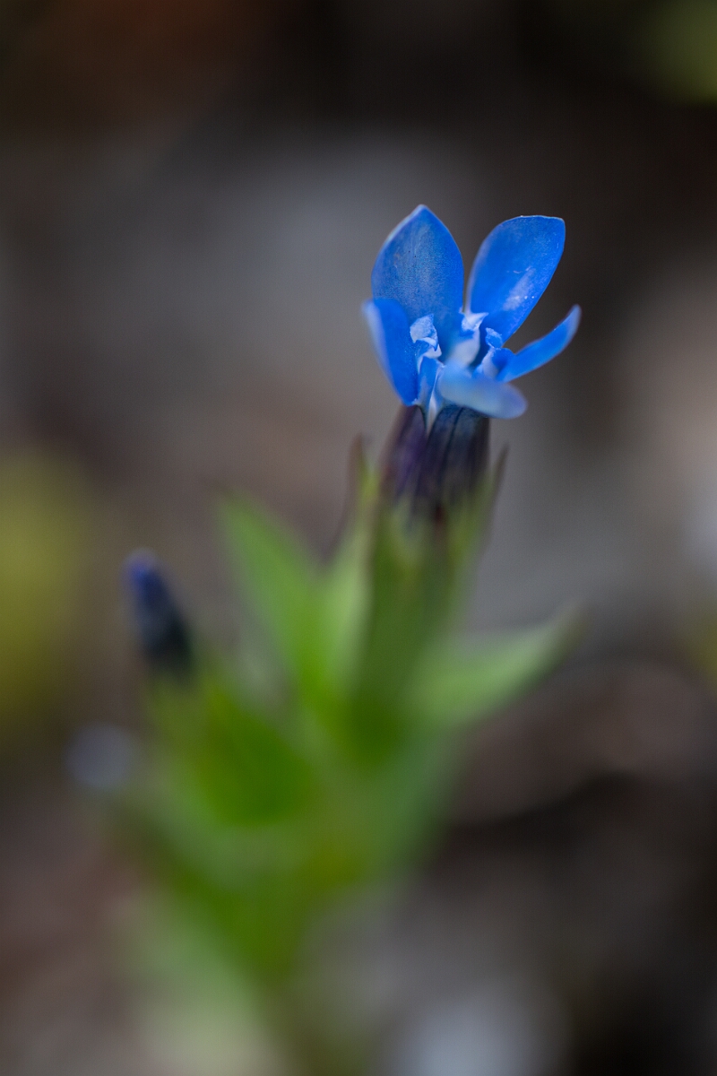 David Plant Photography - Wildlife Photography - Alpine gentian - H.jpg - Alpine gentian - Perthshire