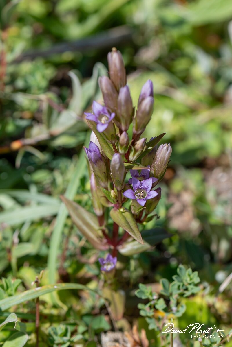 David Plant Photography - Wildlife Photography - Autumn gentian - H.jpg - Autumn gentian, Gentianella amarella - Devon