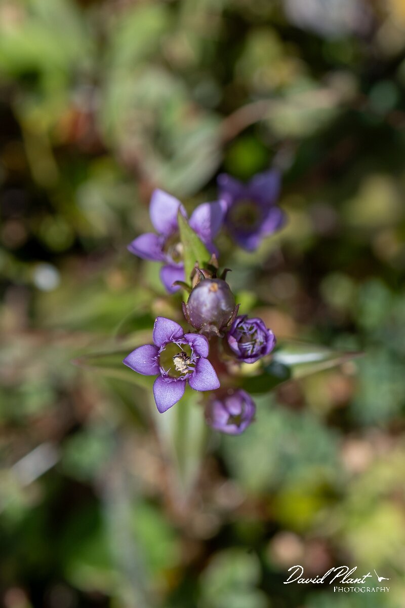 David Plant Photography - Wildlife Photography - Autumn gentian - I.jpg - Autumn gentian, Gentianella amarella - Devon