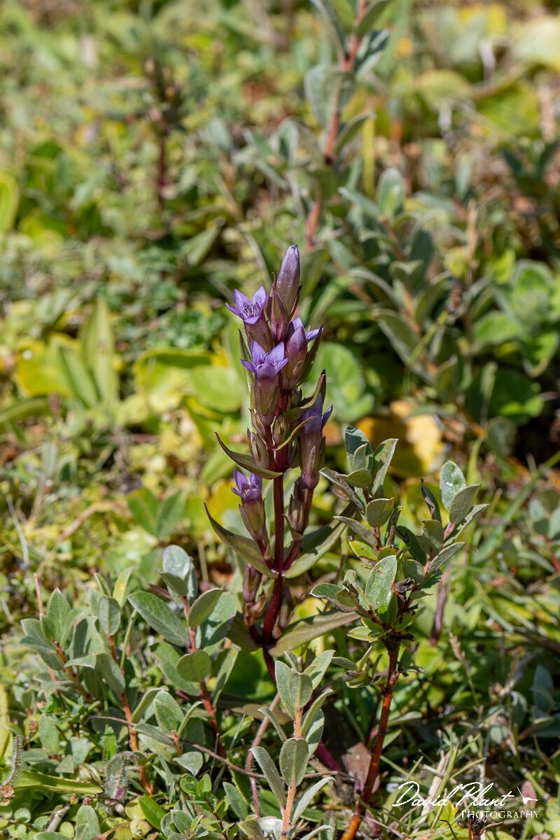 David Plant Photography - Wildlife Photography - Autumn gentian - J.jpg - Autumn gentian, Gentianella amarella - Devon