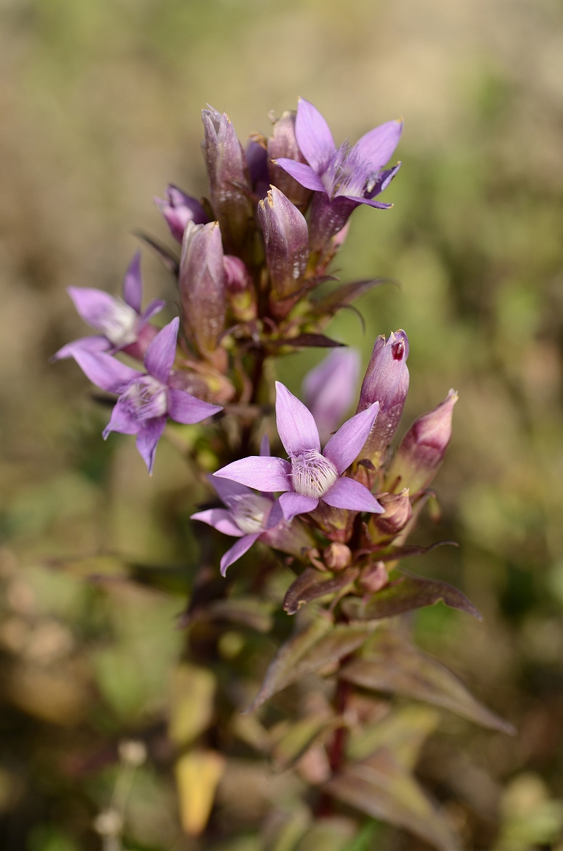David Plant Photography - Wildlife Photography - Chiltern gentian - M.jpg - Chiltern gentian plant - Bedfordshire