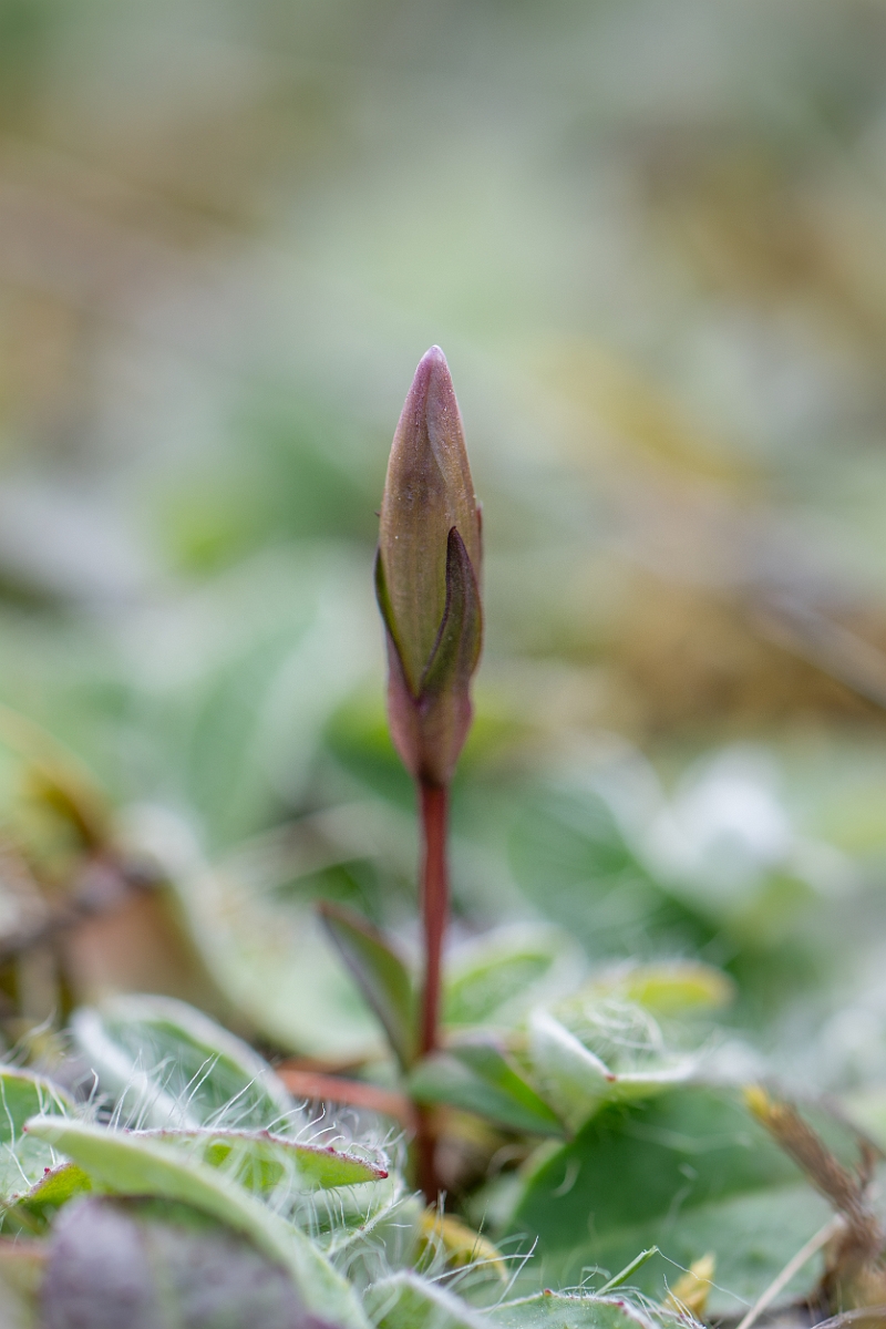 David Plant Photography - Wildlife Photography - Early gentian - A.jpg - Early gentian - Hampshire