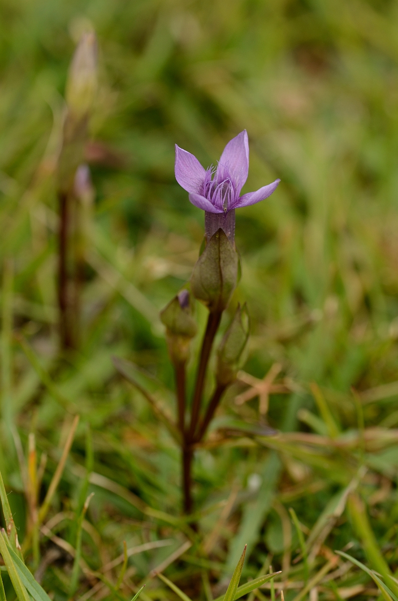 David Plant Photography - Wildlife Photography - Field gentian - A.jpg - Field gentian - Hampshire