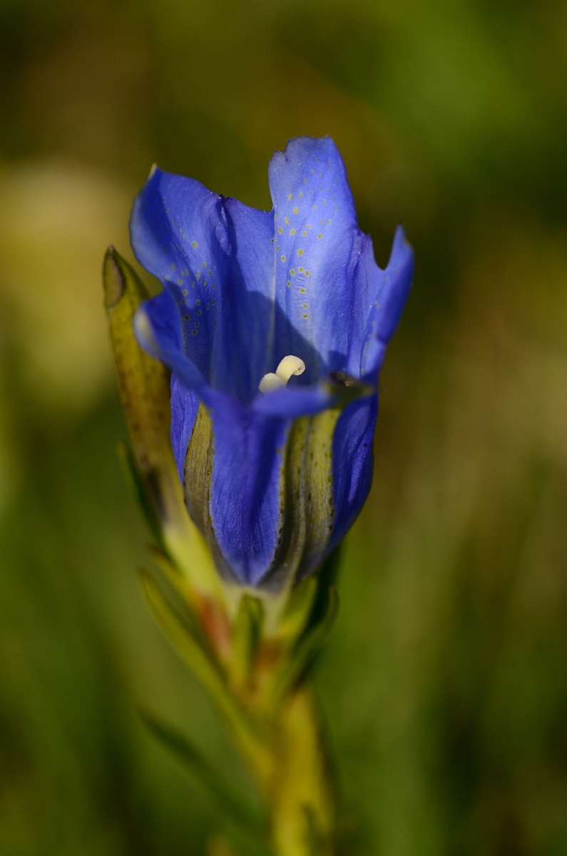 David Plant Photography - Wildlife Photography - Marsh gentian - A.jpg - Marsh gentian flower - Hampshire