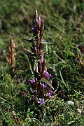 David Plant Photography - Wildlife Photographer - Autumn gentian - A