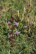 David Plant Photography - Wildlife Photographer - Autumn gentian - B