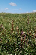 David Plant Photography - Wildlife Photographer - Autumn gentian - C