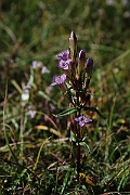 David Plant Photography - Wildlife Photographer - Autumn gentian - D