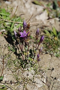 David Plant Photography - Wildlife Photographer - Chiltern gentian - H