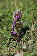 David Plant Photography - Wildlife Photographer - Chiltern gentian - I