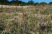 David Plant Photography - Wildlife Photographer - Chiltern gentians - A