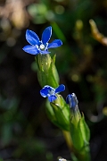 David Plant Photography - Wildlife Photography - Alpine gentian - A