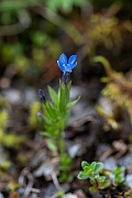 David Plant Photography - Wildlife Photography - Alpine gentian - E