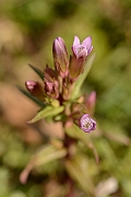 David Plant Photography - Wildlife Photography - Autumn gentian - E
