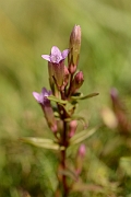 David Plant Photography - Wildlife Photography - Autumn gentian - F