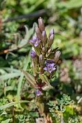 David Plant Photography - Wildlife Photography - Autumn gentian - H