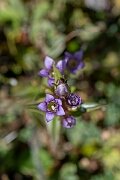 David Plant Photography - Wildlife Photography - Autumn gentian - I