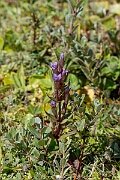 David Plant Photography - Wildlife Photography - Autumn gentian - J