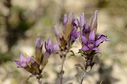 David Plant Photography - Wildlife Photography - Chiltern gentian - J