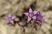 David Plant Photography - Wildlife Photography - Chiltern gentian - K