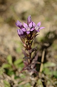 David Plant Photography - Wildlife Photography - Chiltern gentian - L