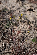 David Plant Photography - Wildlife Photography - Yellow centuary - A