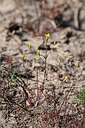 David Plant Photography - Wildlife Photography - Yellow centuary - B