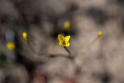 David Plant Photography - Wildlife Photography - Yellow centuary - C