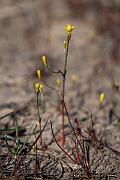 David Plant Photography - Wildlife Photography - Yellow centuary - D