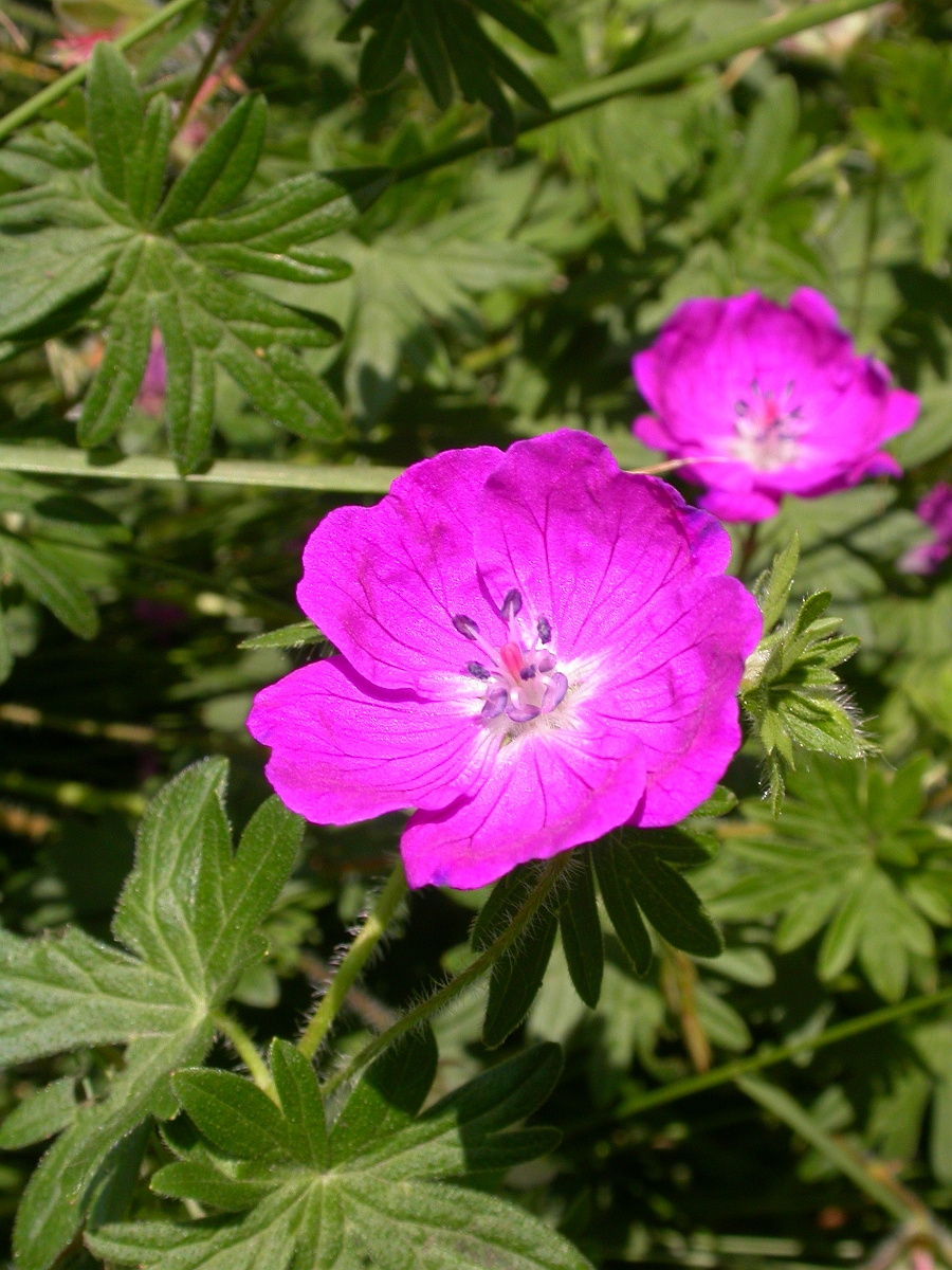 David Plant Photography - Wildlife Photographer - Bloody cranesbill flower - A.jpg - Bloody cranesbill flower - Carmarthenshire