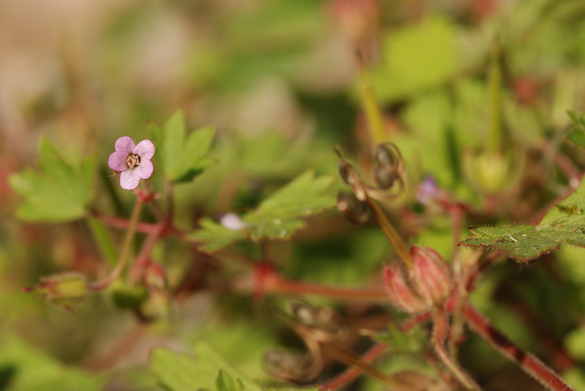David Plant Photography - Wildlife Photographer - Round-leaved cranesbill - A.jpg - Round-leaved cranesbill - Gloucestershire